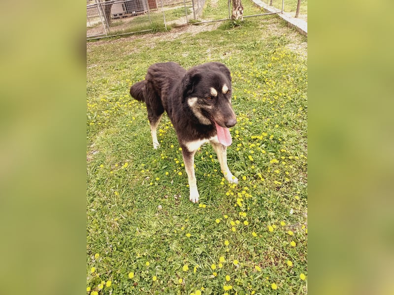 Amy -  wunderschöne Lady mit purer Lebensfreude