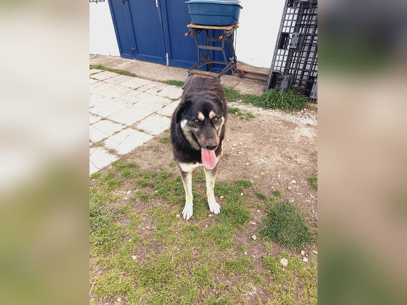 Amy -  wunderschöne Lady mit purer Lebensfreude