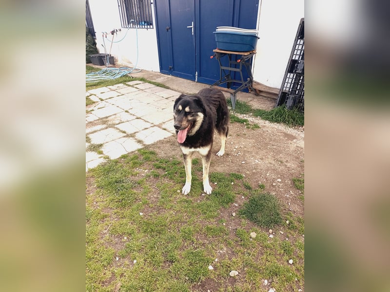 Amy -  wunderschöne Lady mit purer Lebensfreude