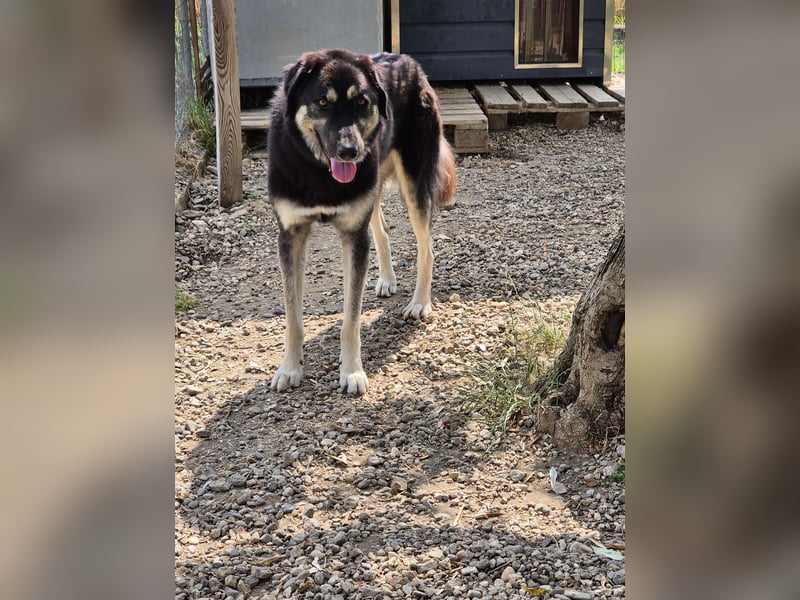 Amy -  wunderschöne Lady mit purer Lebensfreude