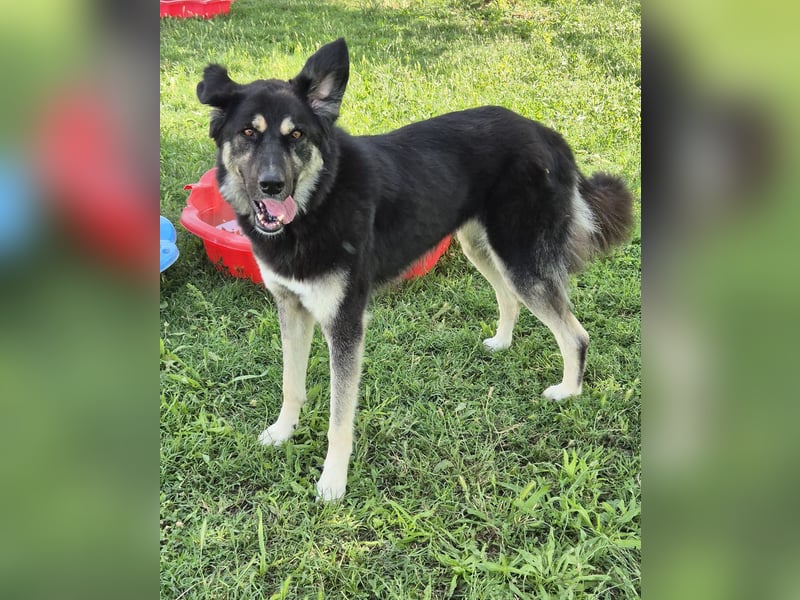 Amy -  wunderschöne Lady mit purer Lebensfreude