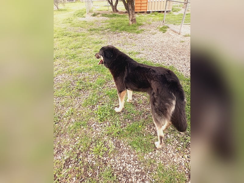 Amy -  wunderschöne Lady mit purer Lebensfreude