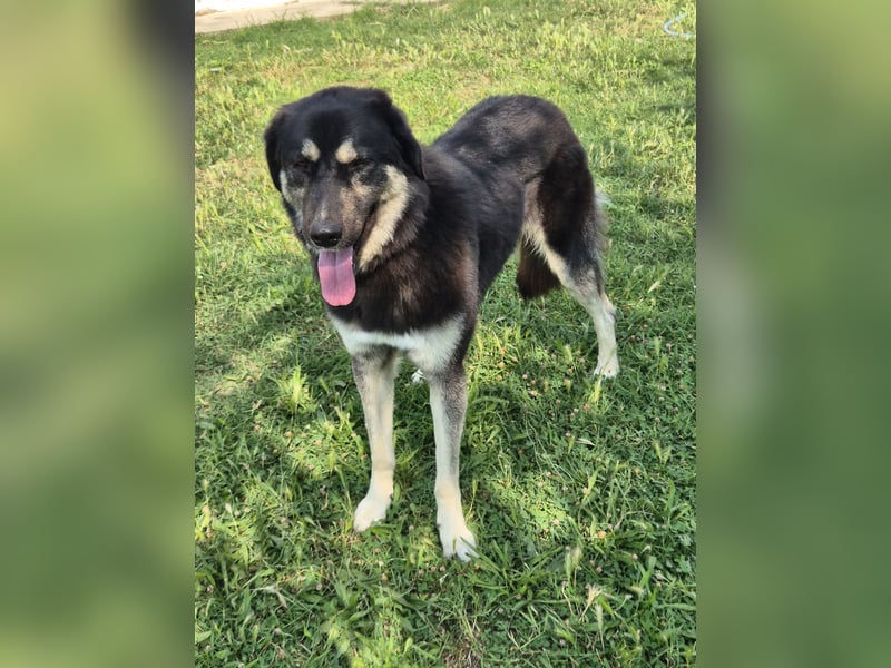 Amy -  wunderschöne Lady mit purer Lebensfreude