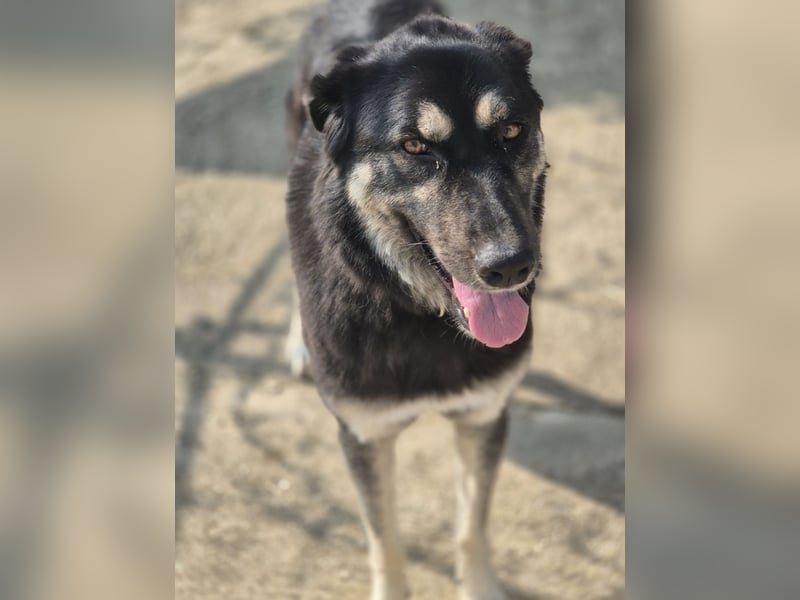 Amy -  wunderschöne Lady mit purer Lebensfreude