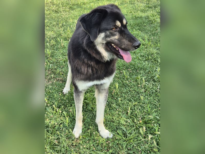 Amy -  wunderschöne Lady mit purer Lebensfreude