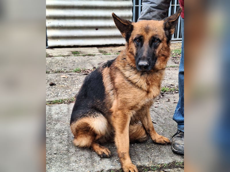 Die ruhige, sanfte Bessy sucht ein Zuhause !