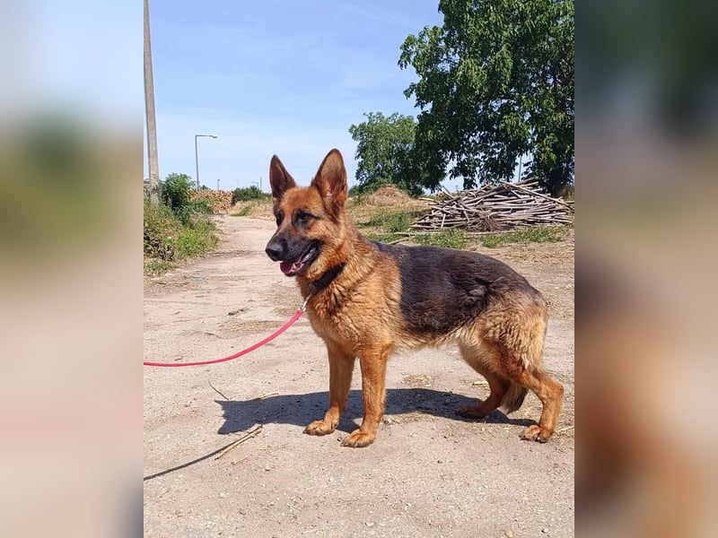 Die ruhige, sanfte Bessy sucht ein Zuhause !