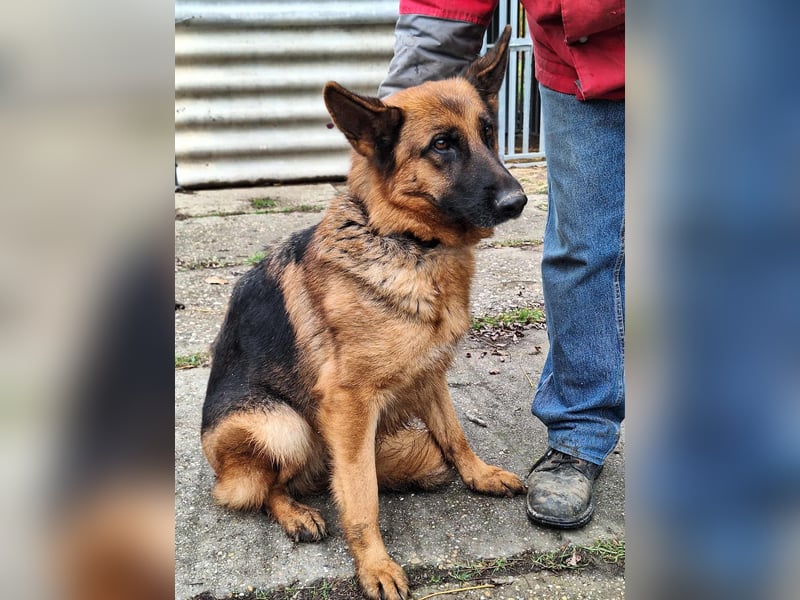 Die ruhige, sanfte Bessy sucht ein Zuhause !