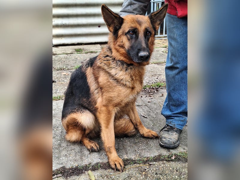 Die ruhige, sanfte Bessy sucht ein Zuhause !