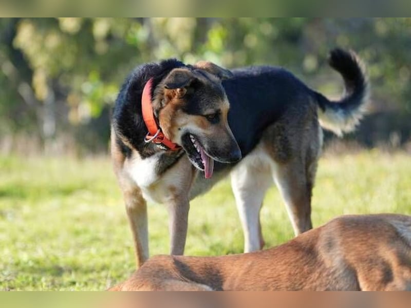 Canela (Spanien) – möchte den Menschen wieder vertrauen