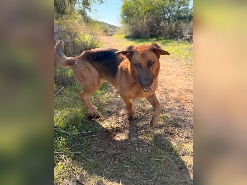 Capitan (Spanien) – fröhlicher Schäferhund-Mix mit Charme, Humor und großem Herz