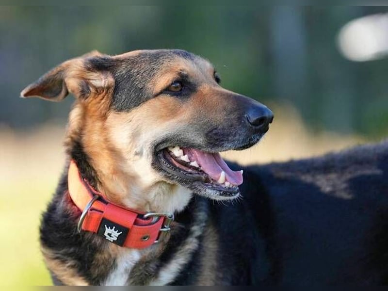 Canela (Spanien) – möchte den Menschen wieder vertrauen