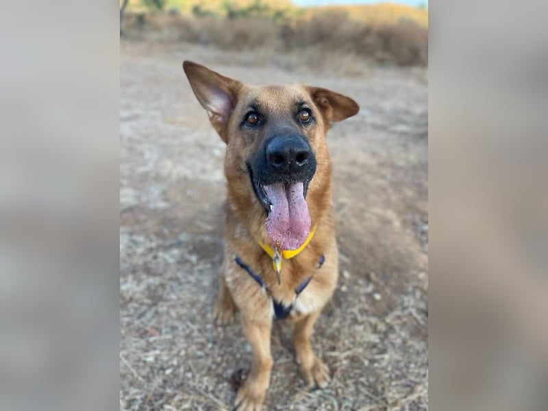 Capitan (Spanien) – fröhlicher Schäferhund-Mix mit Charme, Humor und großem Herz