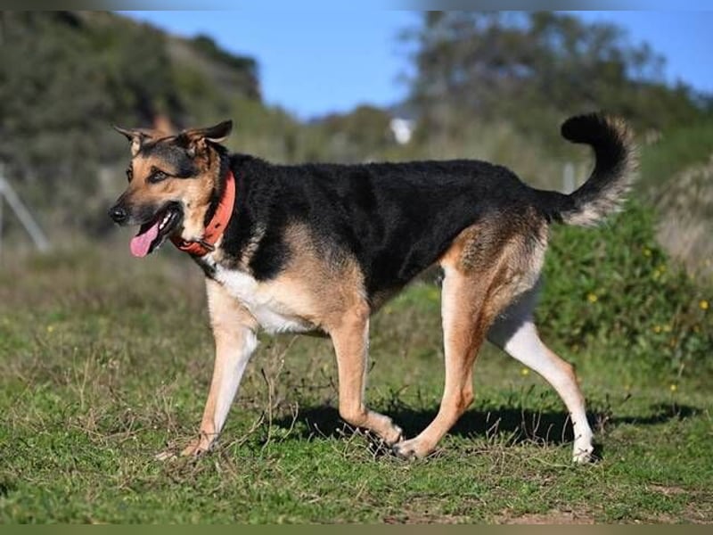 Canela (Spanien) – möchte den Menschen wieder vertrauen