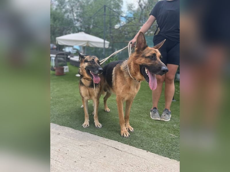 Astoria (Spanien) – fröhliche Schäferhündin mit Entdeckergeist sucht liebevolles Zuhause