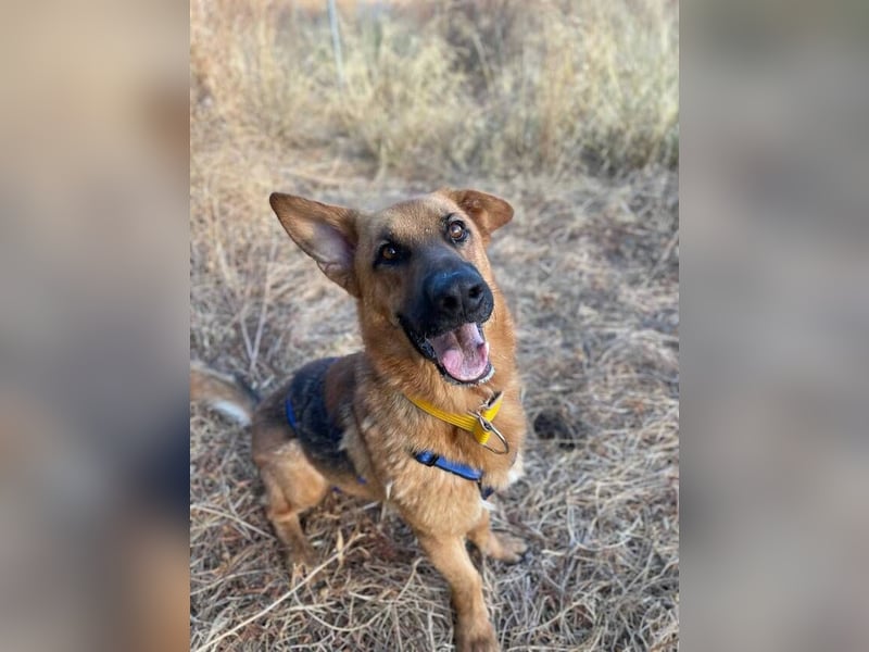 Capitan (Spanien) – fröhlicher Schäferhund-Mix mit Charme, Humor und großem Herz