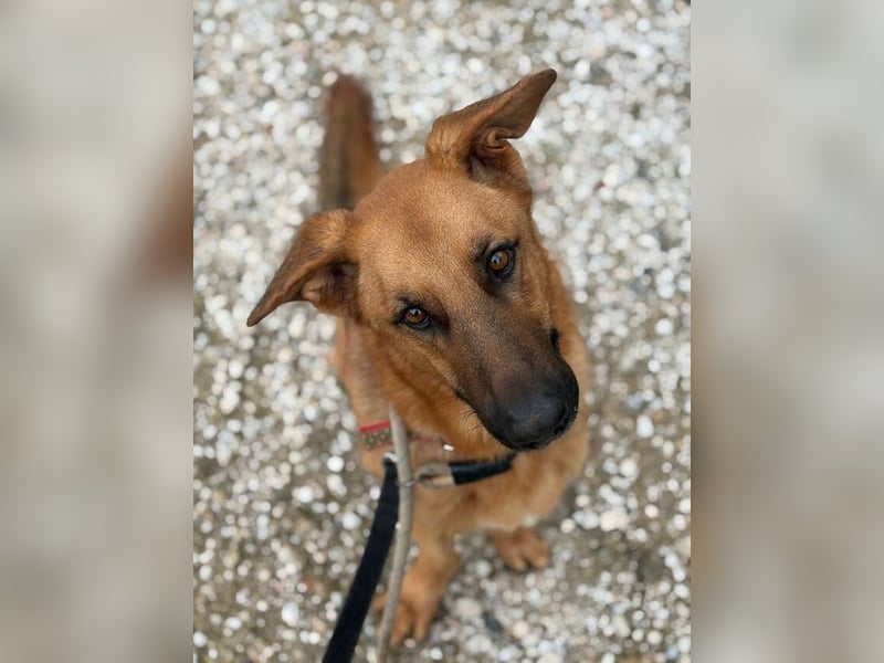 Capitan (Spanien) – fröhlicher Schäferhund-Mix mit Charme, Humor und großem Herz