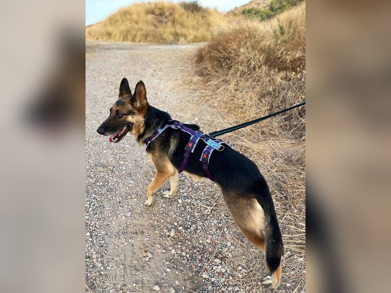 Astoria (Spanien) – fröhliche Schäferhündin mit Entdeckergeist sucht liebevolles Zuhause