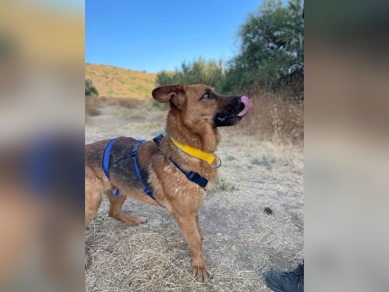 Capitan (Spanien) – fröhlicher Schäferhund-Mix mit Charme, Humor und großem Herz