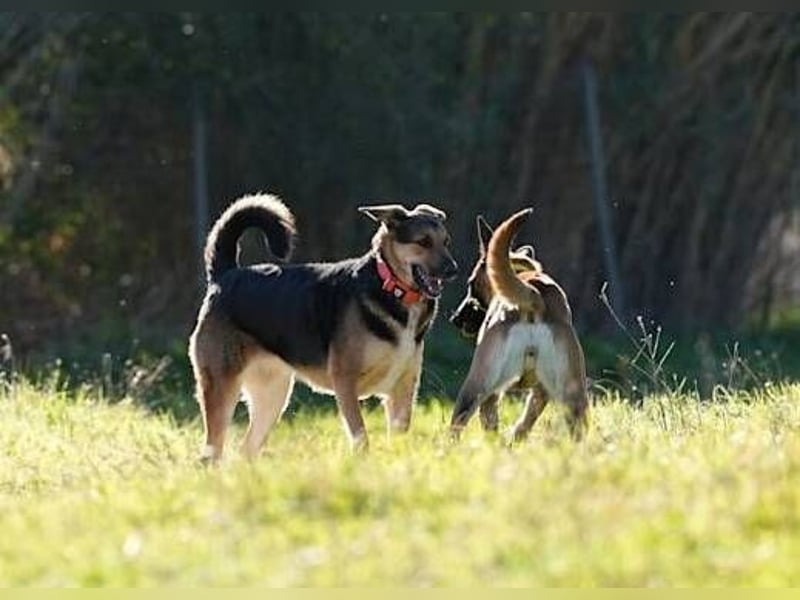 Canela (Spanien) – möchte den Menschen wieder vertrauen