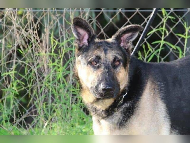 Trump (Spanien) -  stattlicher Kerl mit Ecken und Kanten