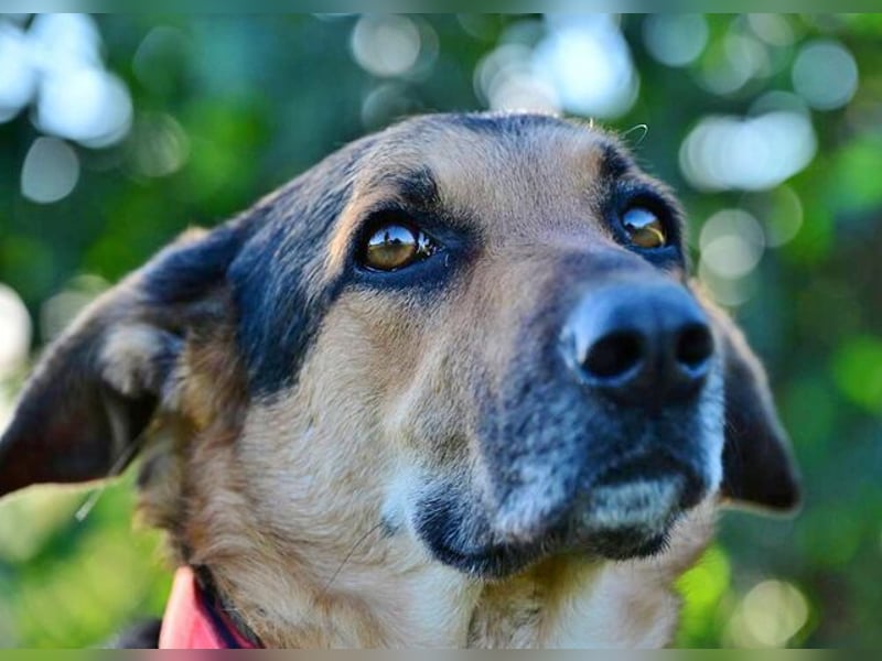 Canela (Spanien) – möchte den Menschen wieder vertrauen