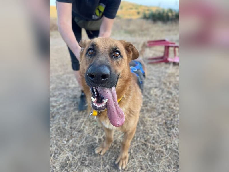 Capitan (Spanien) – fröhlicher Schäferhund-Mix mit Charme, Humor und großem Herz