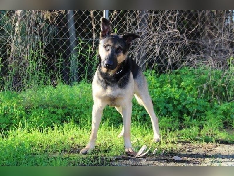 Trump (Spanien) -  stattlicher Kerl mit Ecken und Kanten