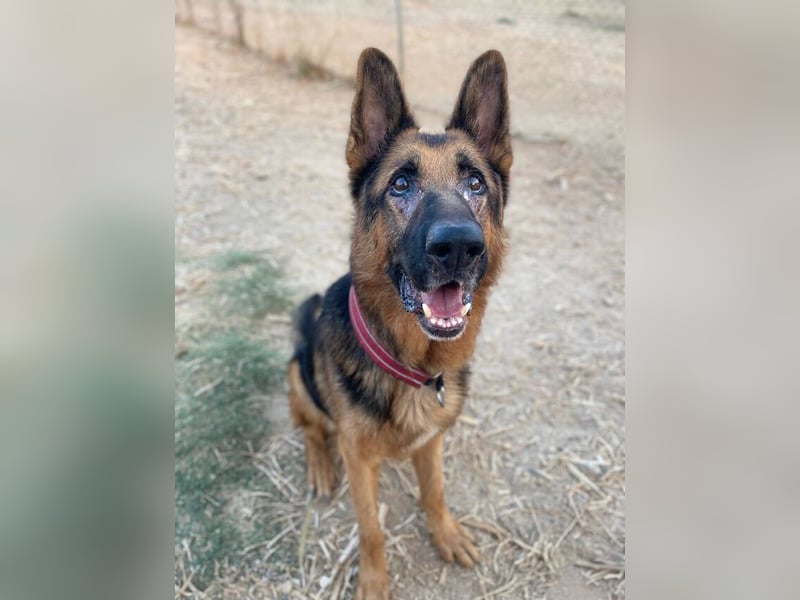 Xando (Spanien) – stolzer Schäferhund-Senior sucht ein Zuhause, das ihn endlich verdient