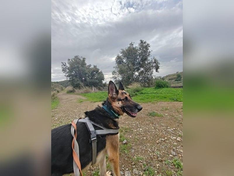 Astoria (Spanien) – fröhliche Schäferhündin mit Entdeckergeist sucht liebevolles Zuhause