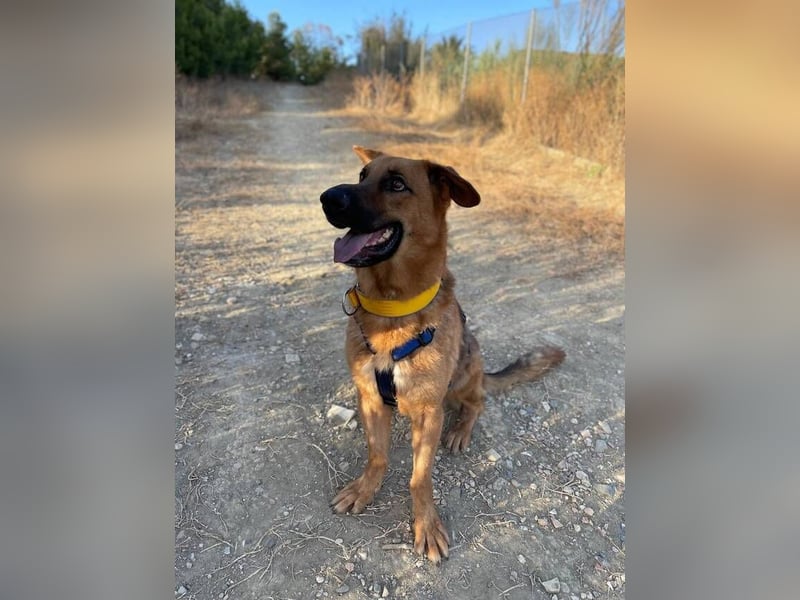 Capitan (Spanien) – fröhlicher Schäferhund-Mix mit Charme, Humor und großem Herz