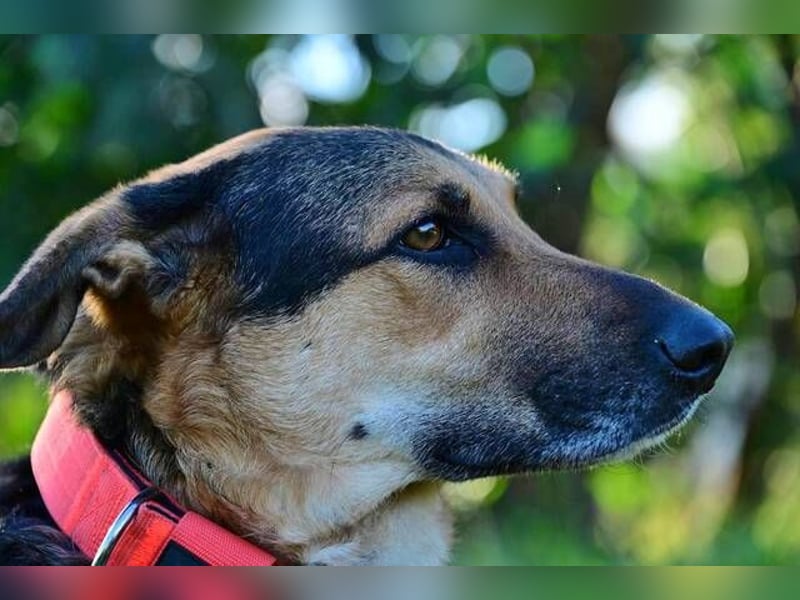 Canela (Spanien) – möchte den Menschen wieder vertrauen