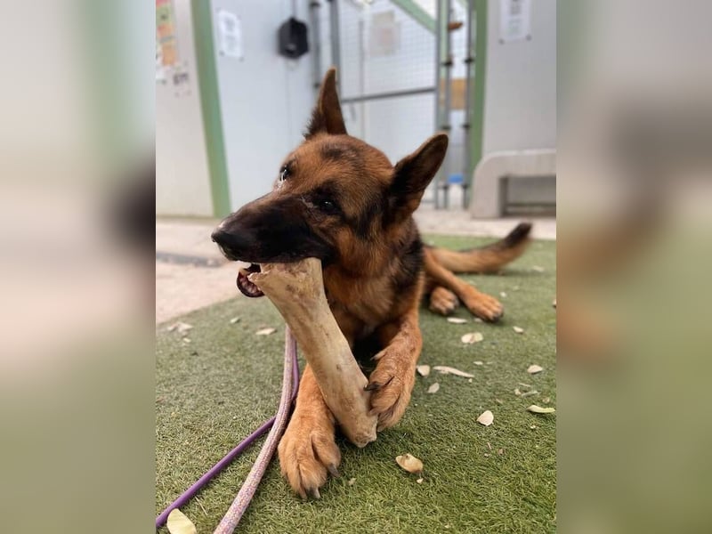 Xando (Spanien) – stolzer Schäferhund-Senior sucht ein Zuhause, das ihn endlich verdient
