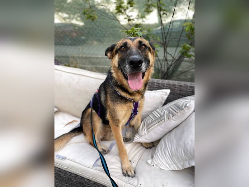 Astoria (Spanien) – fröhliche Schäferhündin mit Entdeckergeist sucht liebevolles Zuhause