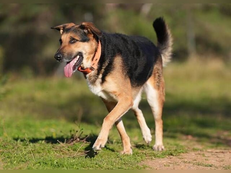 Canela (Spanien) – möchte den Menschen wieder vertrauen