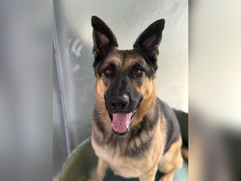 Trump (Spanien) -  stattlicher Kerl mit Ecken und Kanten