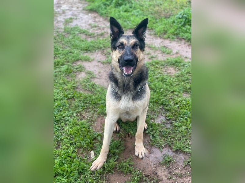 Trump (Spanien) -  stattlicher Kerl mit Ecken und Kanten