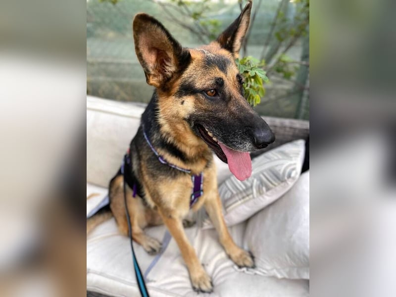 Astoria (Spanien) – fröhliche Schäferhündin mit Entdeckergeist sucht liebevolles Zuhause