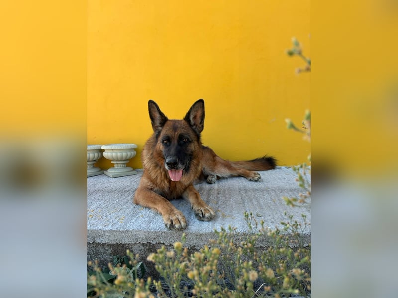 Schäferhündin Patsy (6) sucht ein Zuhause