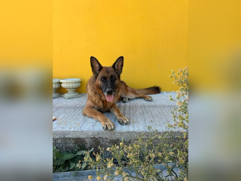 Schäferhündin Patsy (6) sucht ein Zuhause