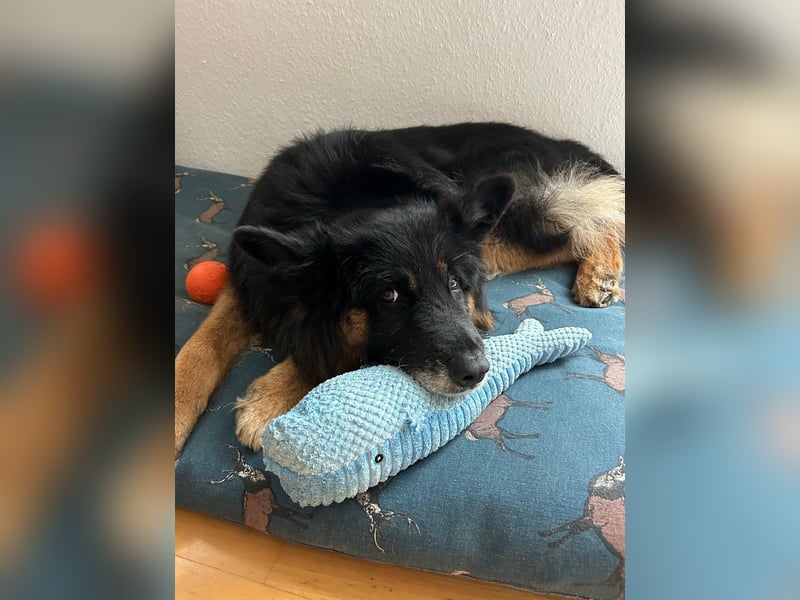 Verspielter Bruno sucht seine Menschen