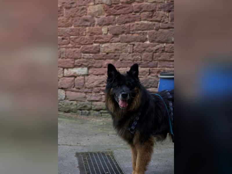 Verspielter Bruno sucht seine Menschen