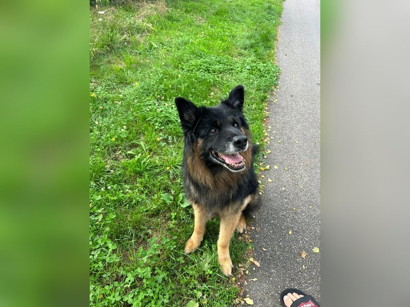 Verspielter Bruno sucht seine Menschen