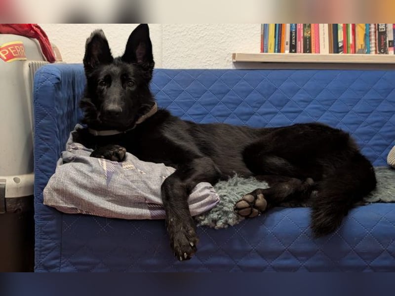 fröhliche Gala