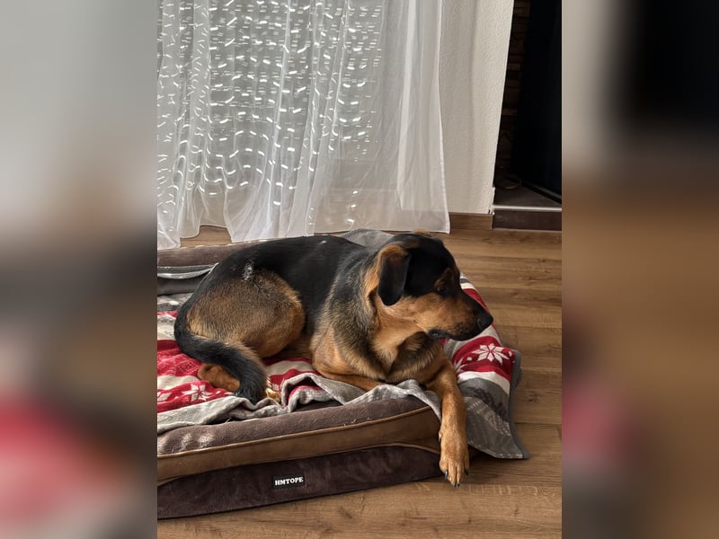 Schäferhund-Rottweiler Mix *06.06.2025 zu verkaufen