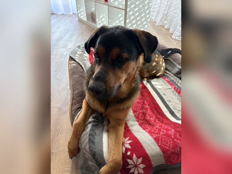 Schäferhund-Rottweiler Mix *06.06.2025 zu verkaufen