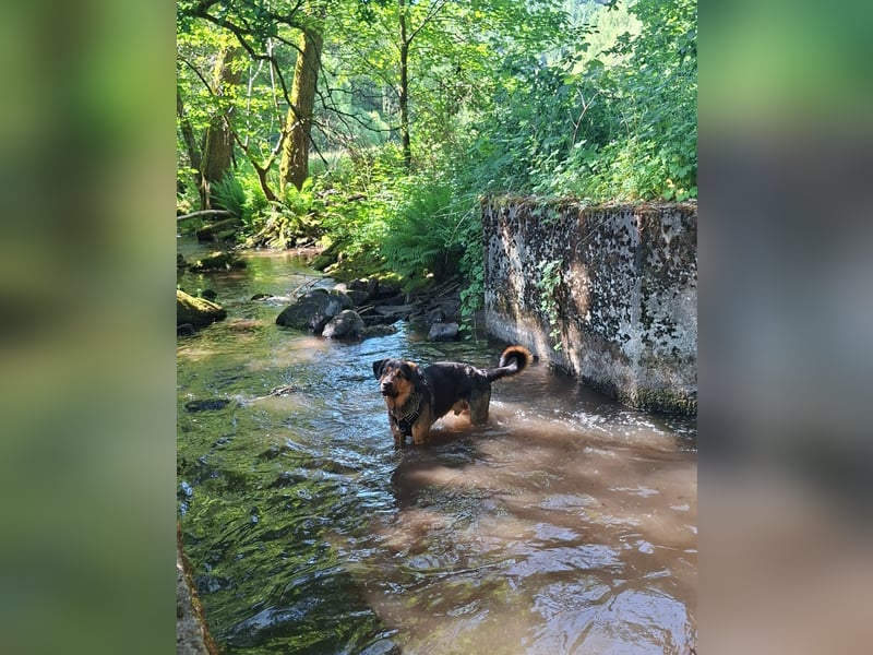 Schäferhund-Rottweiler Mix *06.06.2025 zu verkaufen