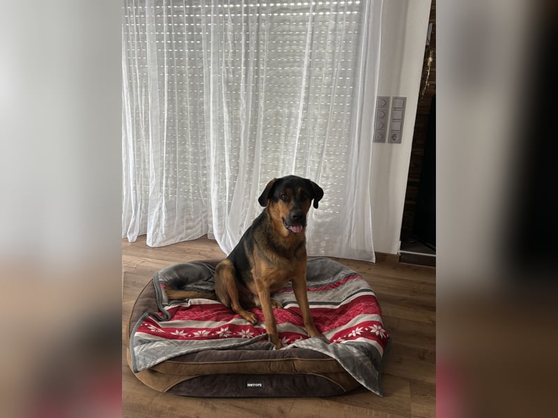Schäferhund-Rottweiler Mix *06.06.2025 zu verkaufen