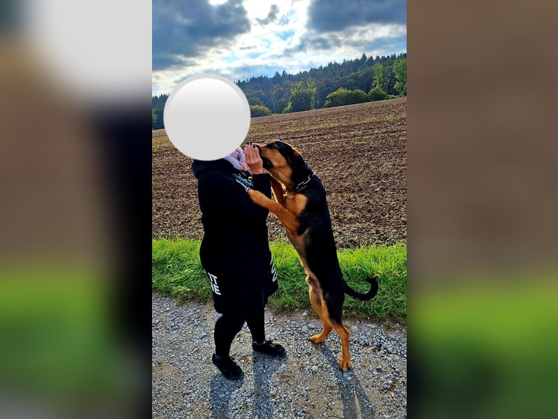 Schäferhund-Rottweiler Mix *06.06.2025 zu verkaufen