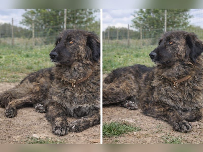 Kämpferin Mascha sucht ihr Für-immer-Zuhause